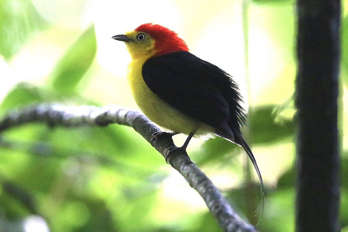 Wire-tailed Manakin - Lisa Carol Wolf