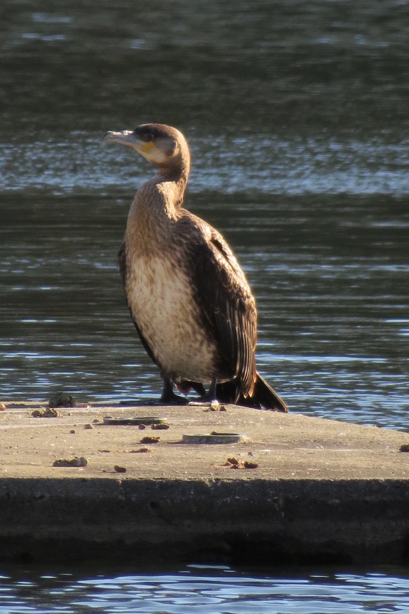 Great Cormorant - ML39771391