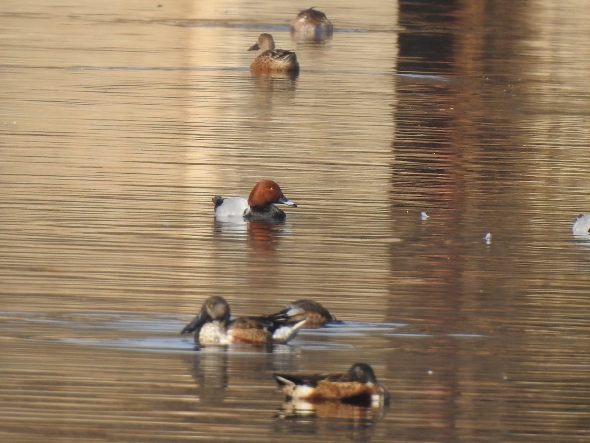 Common Pochard - Ranjeet Singh