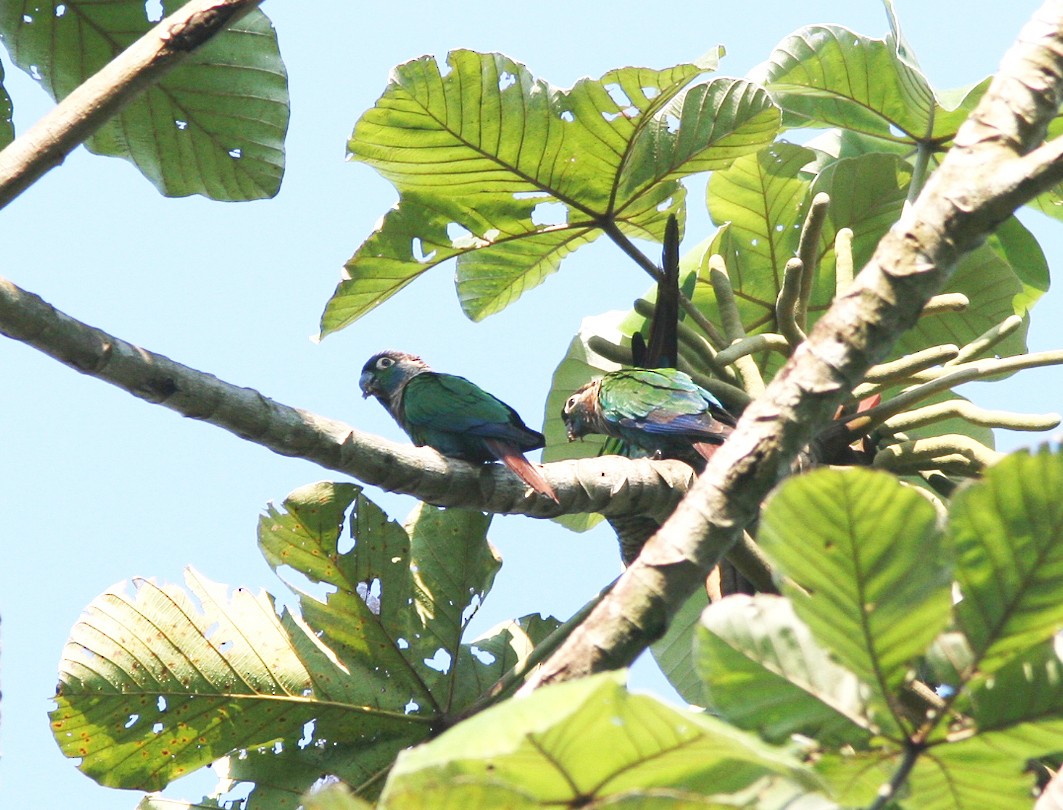 Pearly Parakeet (anerythra) - ML397714911