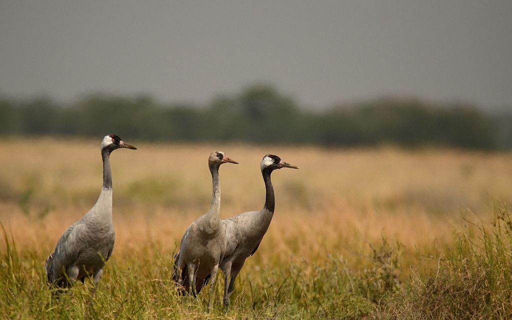 Common Crane - ML39771581