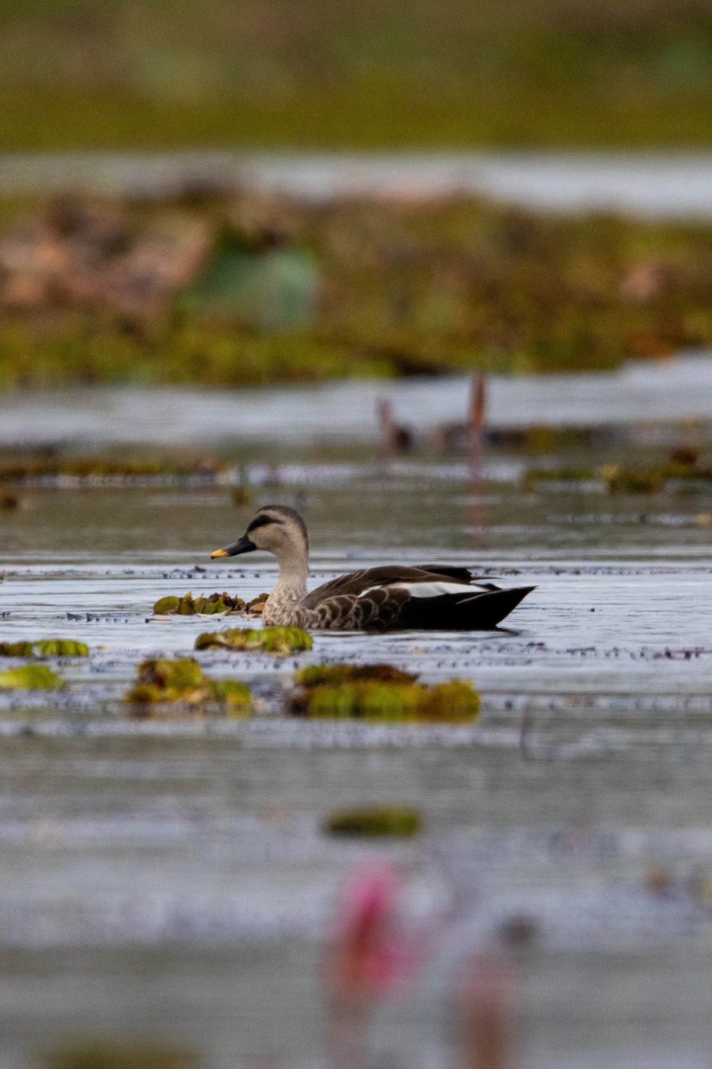 Canard à bec tacheté - ML397716231