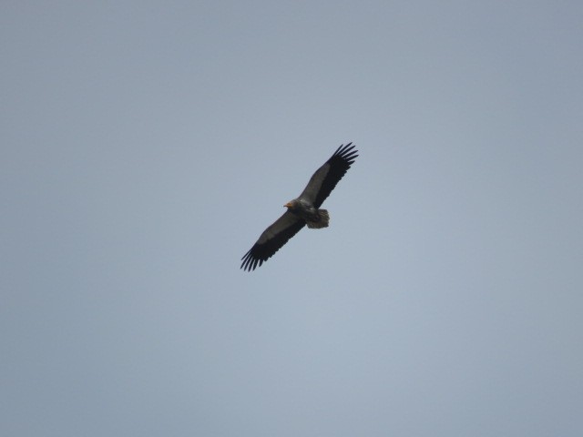 Egyptian Vulture - ML39771671