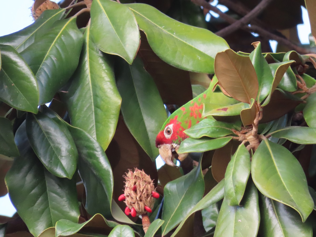 Mitred Parakeet - ML397717431
