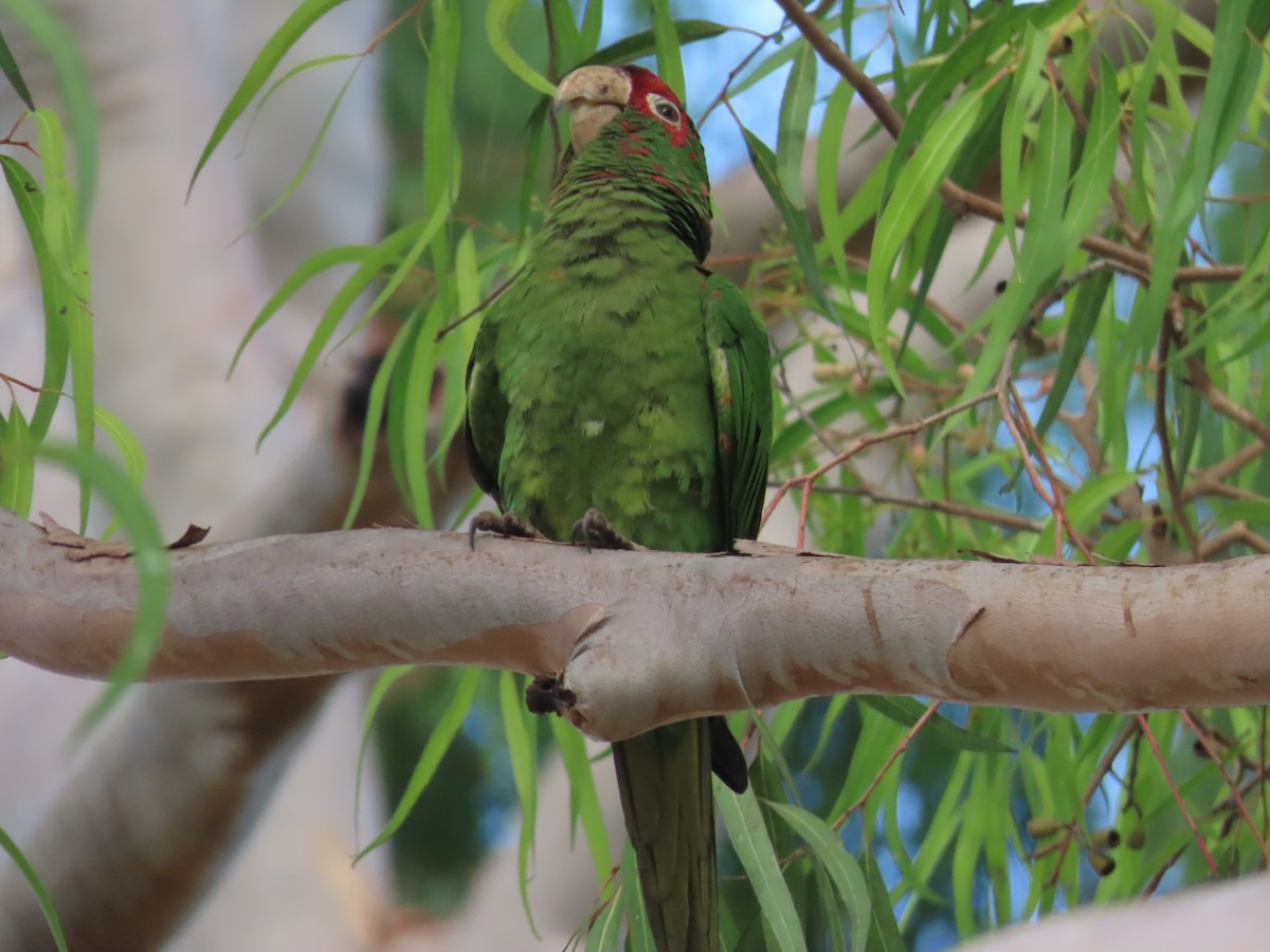 Mitred Parakeet - ML397717451