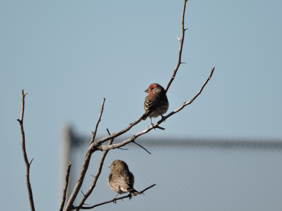 House Finch - ML39771751