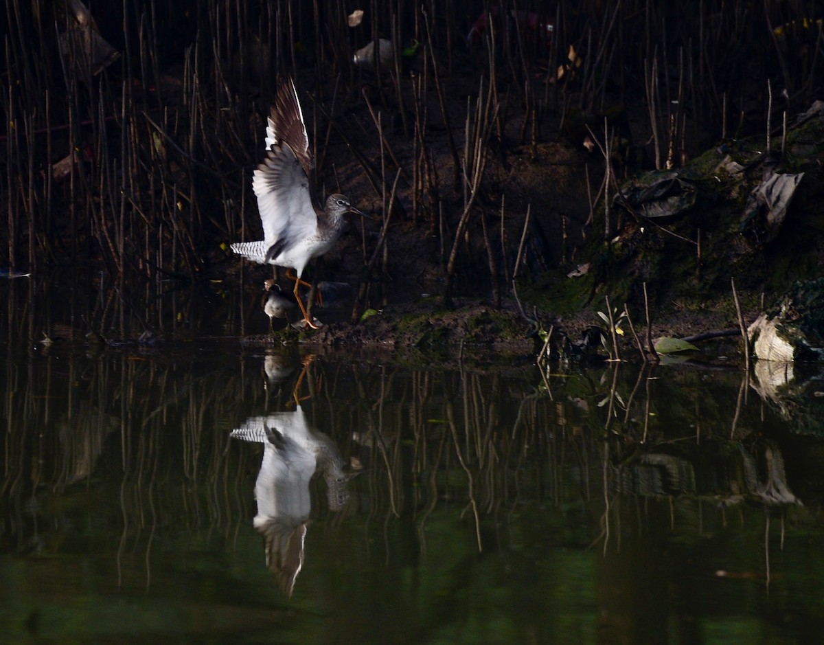 Common Redshank - Deepak Gujar