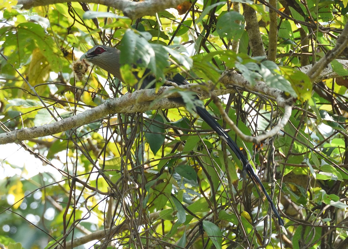 Green-billed Malkoha - ML397718061