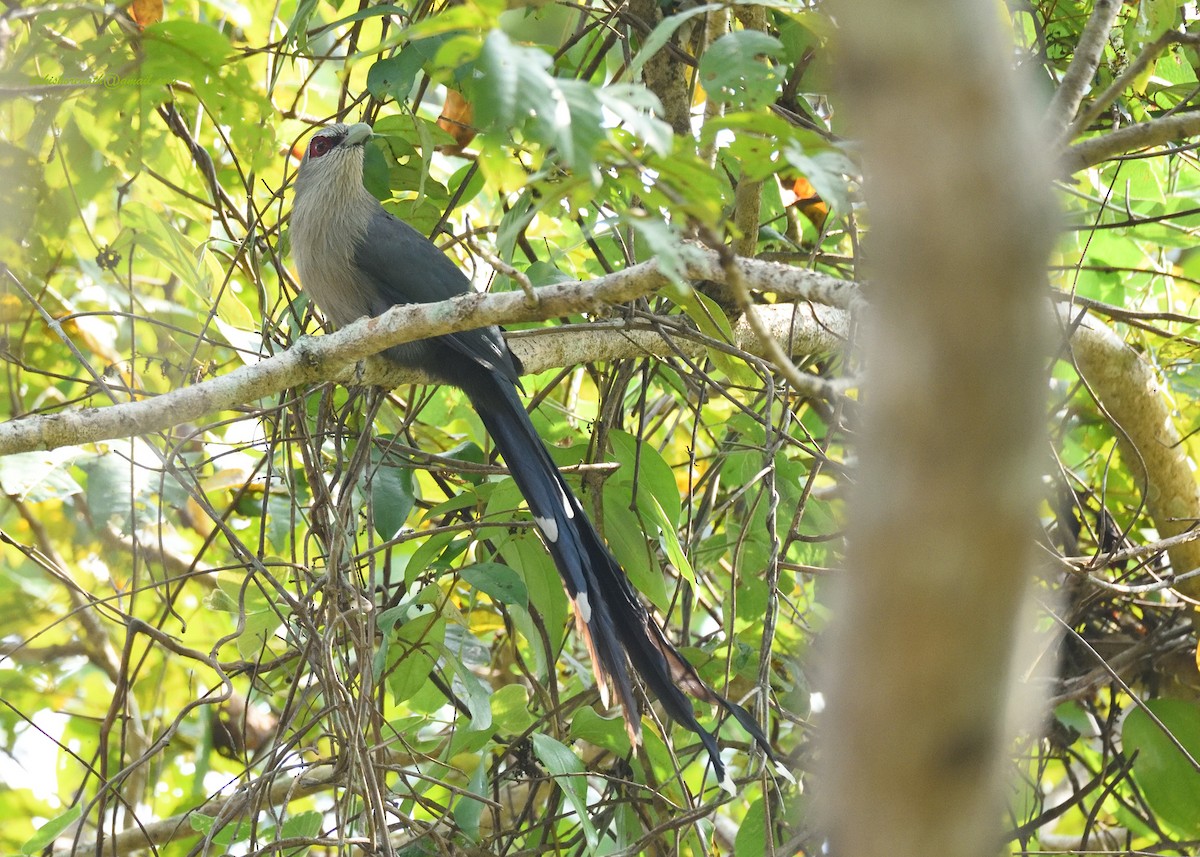 Green-billed Malkoha - ML397718081