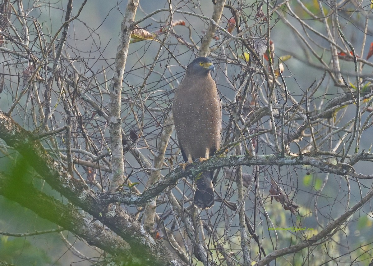 Crested Serpent-Eagle - ML397718201