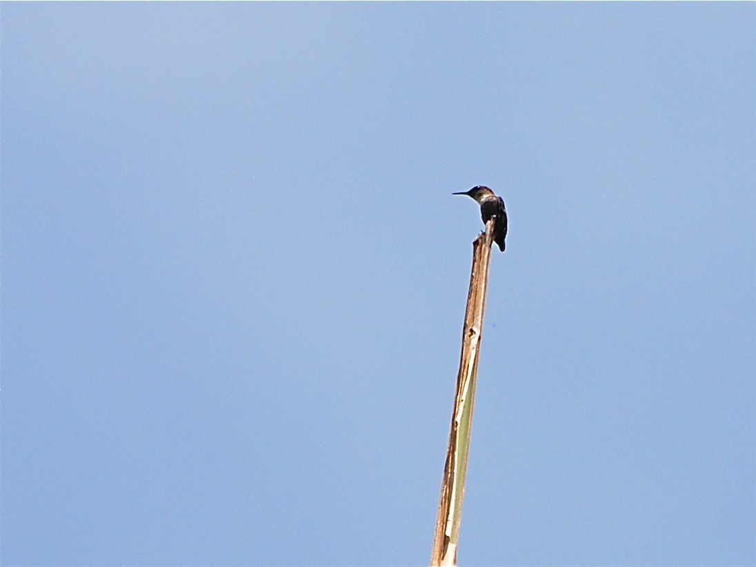 Vervain Hummingbird - ML39771961