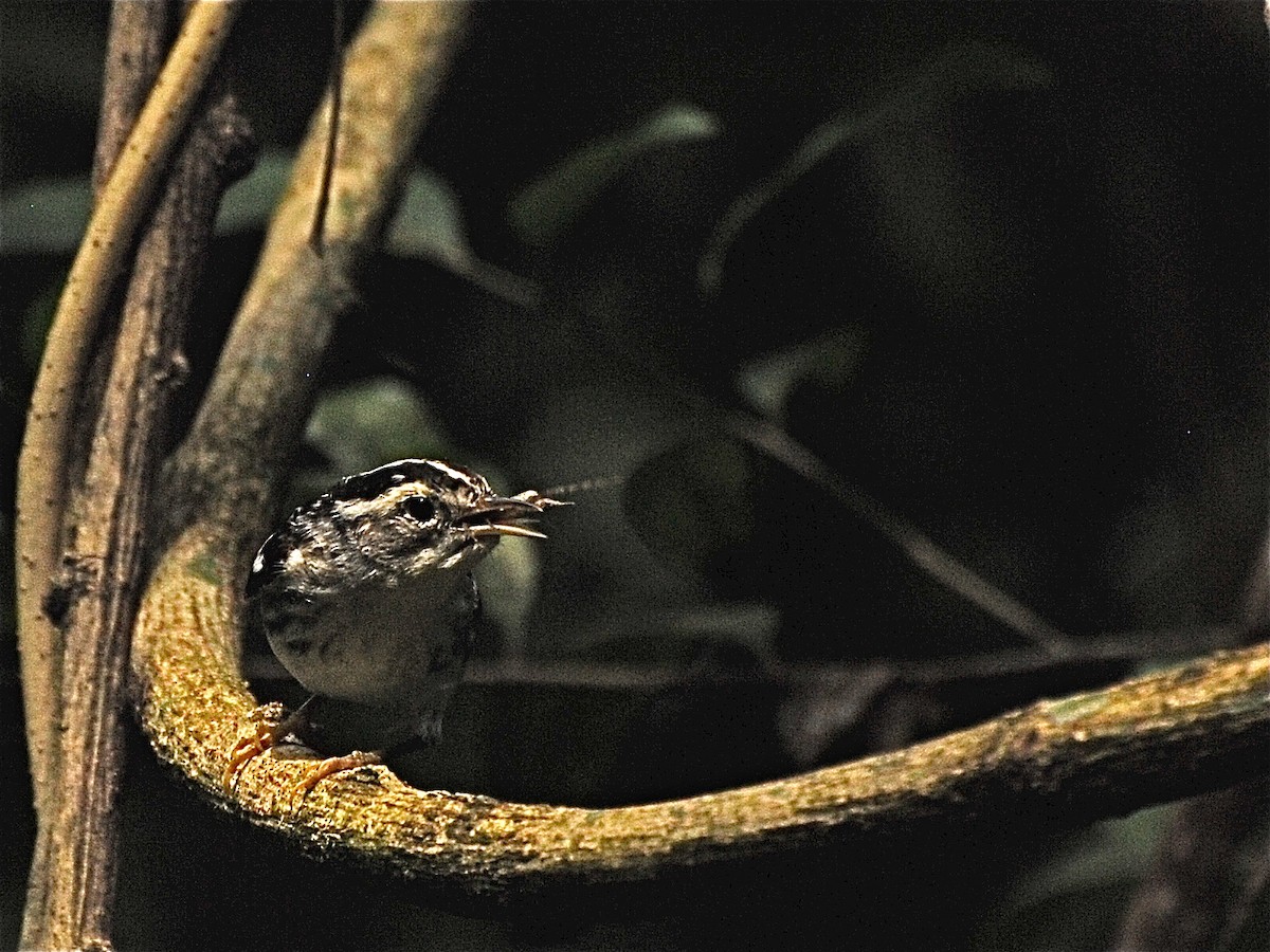 Black-and-white Warbler - ML39772021
