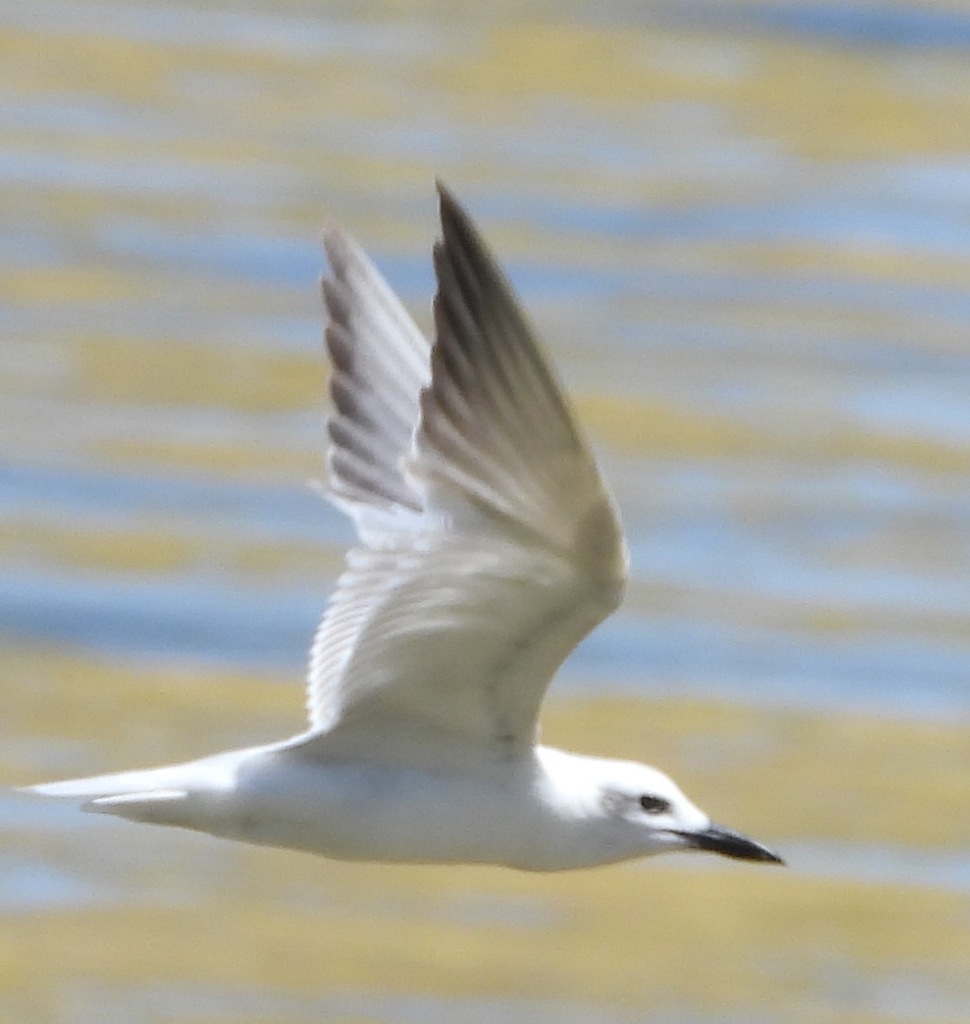 Australian Tern - ML397721781