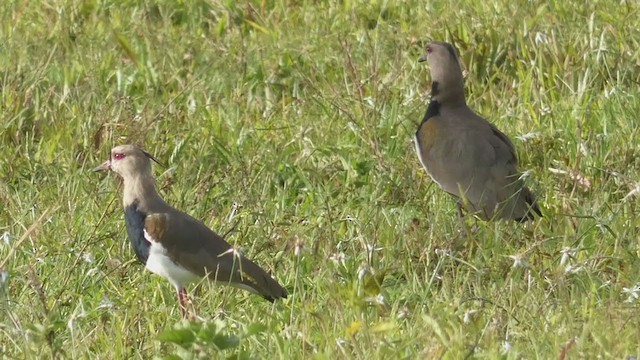 Southern Lapwing - ML397723821