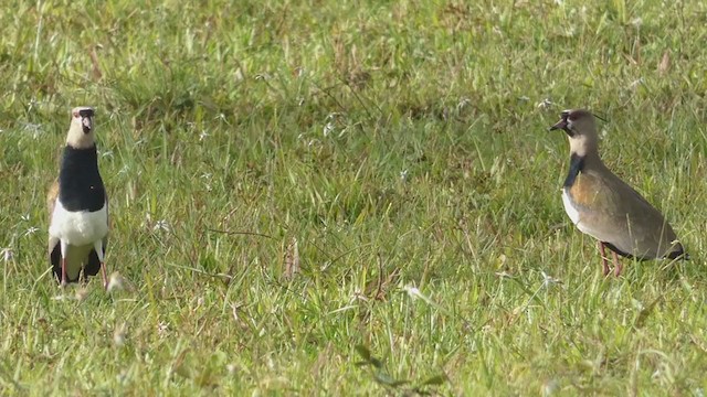 Southern Lapwing - ML397723851