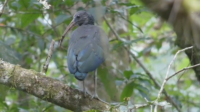 Ibis Verde - ML397723861