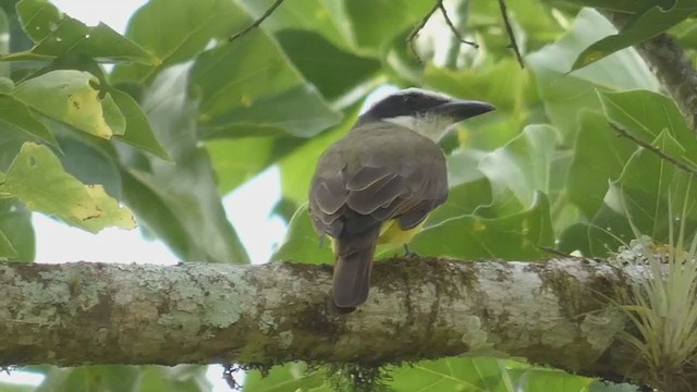 Boat-billed Flycatcher - ML397723891