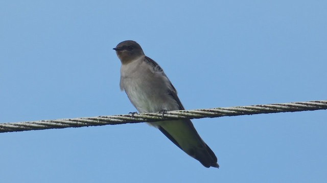 Golondrina Gorjirrufa - ML397723921