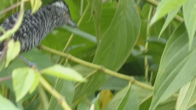 Barred Antshrike - ML397723931