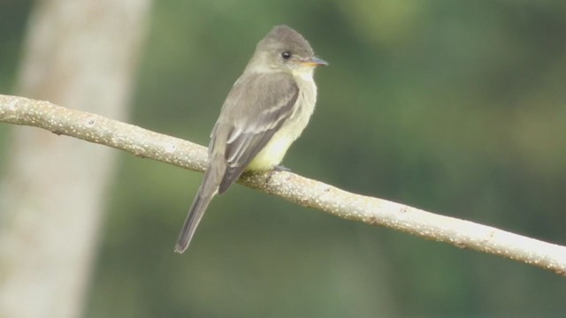 Northern Tropical Pewee - ML397723941