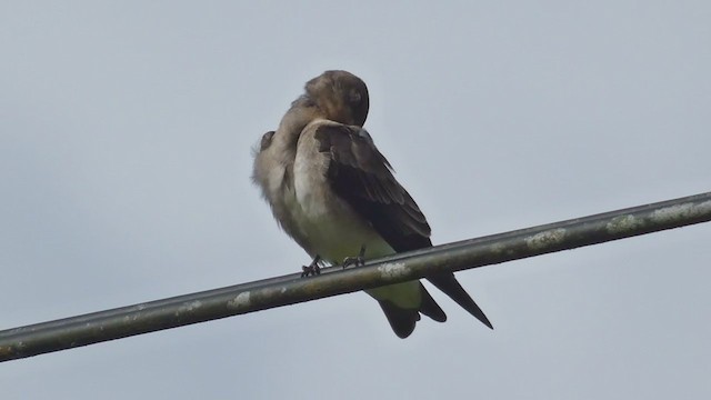 Golondrina Gorjirrufa - ML397723961