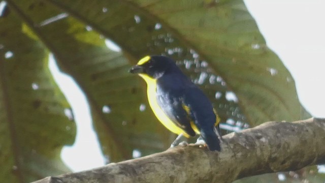 Yellow-throated Euphonia - ML397724091