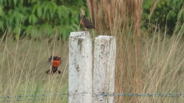 Red-breasted Meadowlark - ML397724241