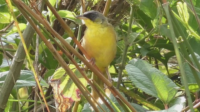 Gray-crowned Yellowthroat - ML397724361