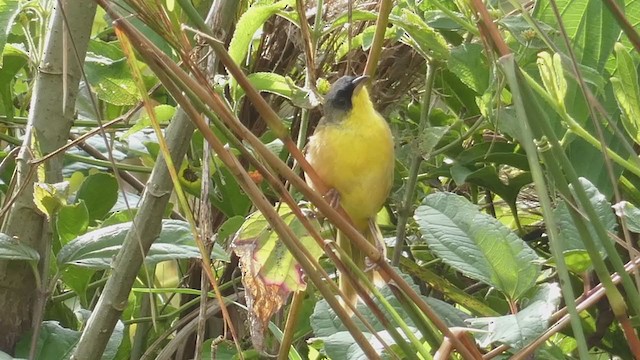 Gray-crowned Yellowthroat - ML397724381