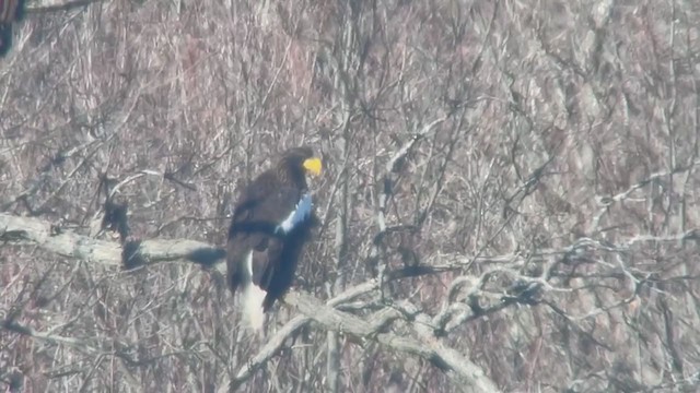 Steller's Sea-Eagle - ML397725881