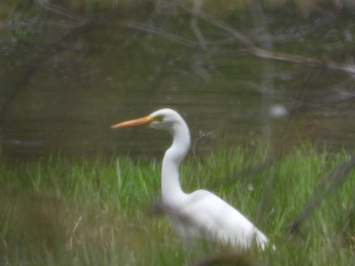 Plumed Egret - ML397727121