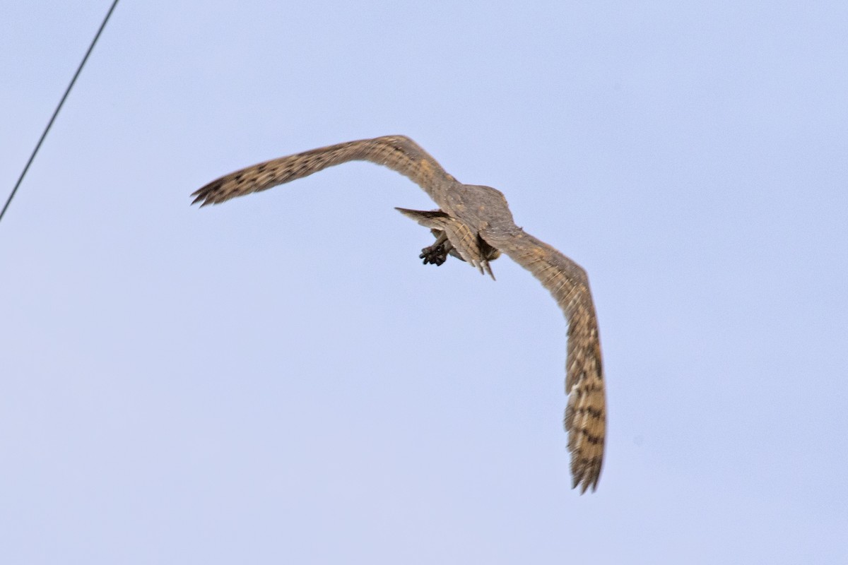 Barn Owl - ML39772741