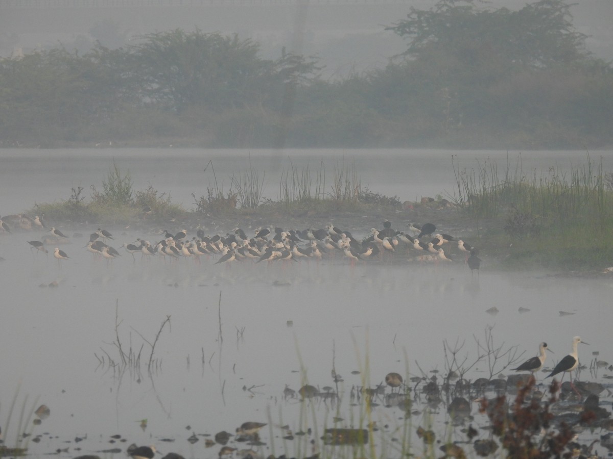 Black-winged Stilt - ML397727501