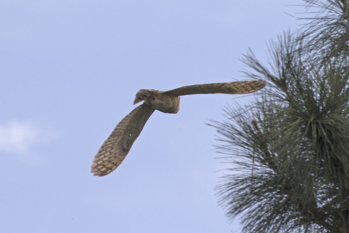 Barn Owl - ML39772751