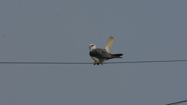 Black-winged Kite - ML397729271