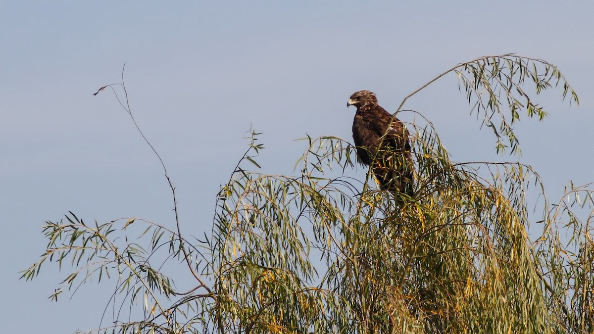 Greater Spotted Eagle - Emrah Kayhan