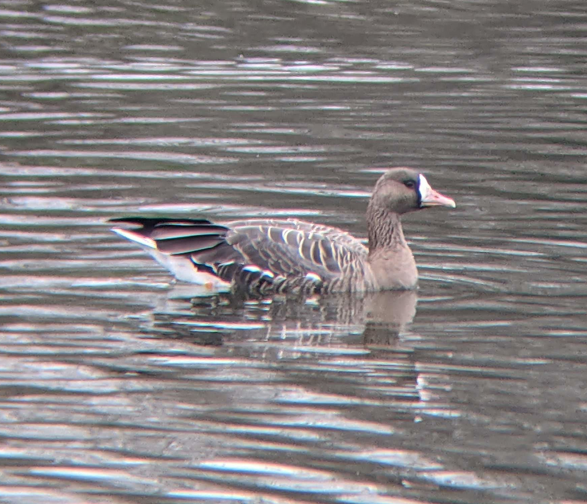 Greater White-fronted Goose (Eurasian) - ML397732161