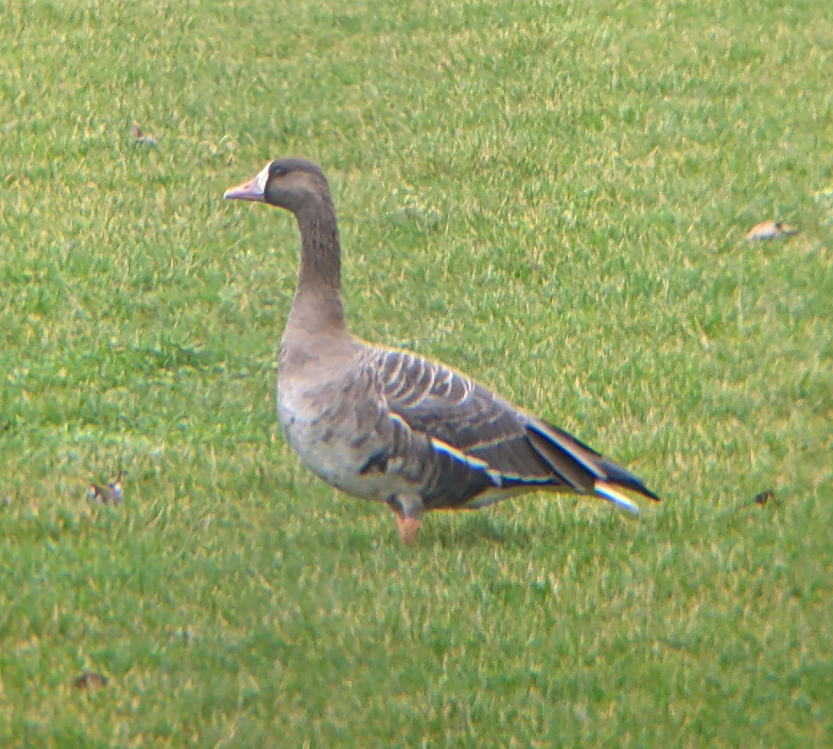 Greater White-fronted Goose (Eurasian) - ML397732171