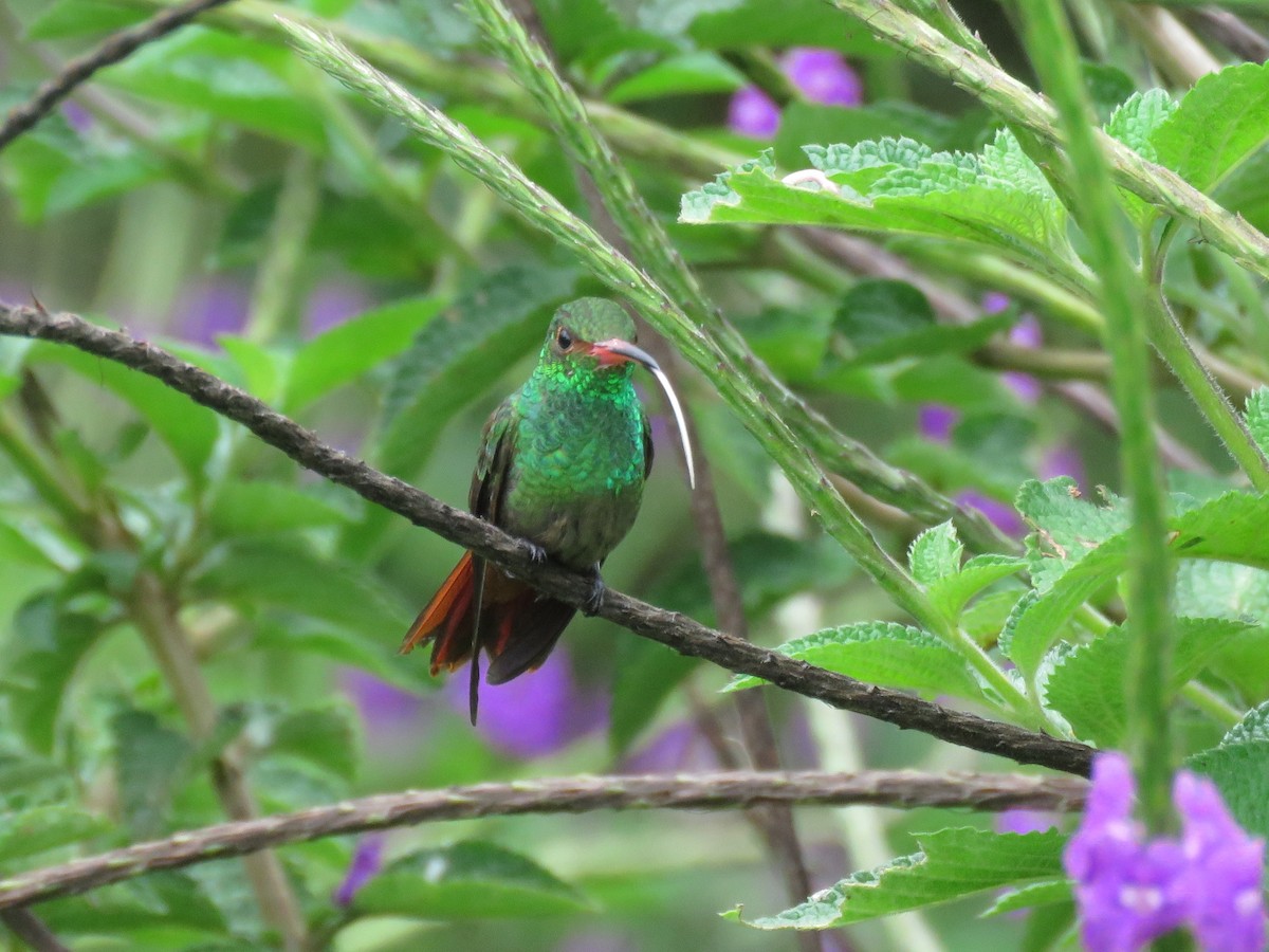 Rufous-tailed Hummingbird - Sandy Gallito
