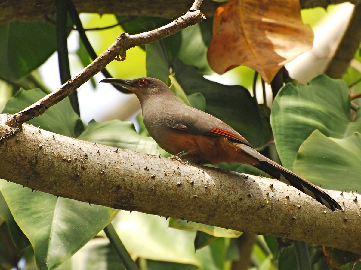 Hispaniolan Lizard-Cuckoo - Alan Van Norman