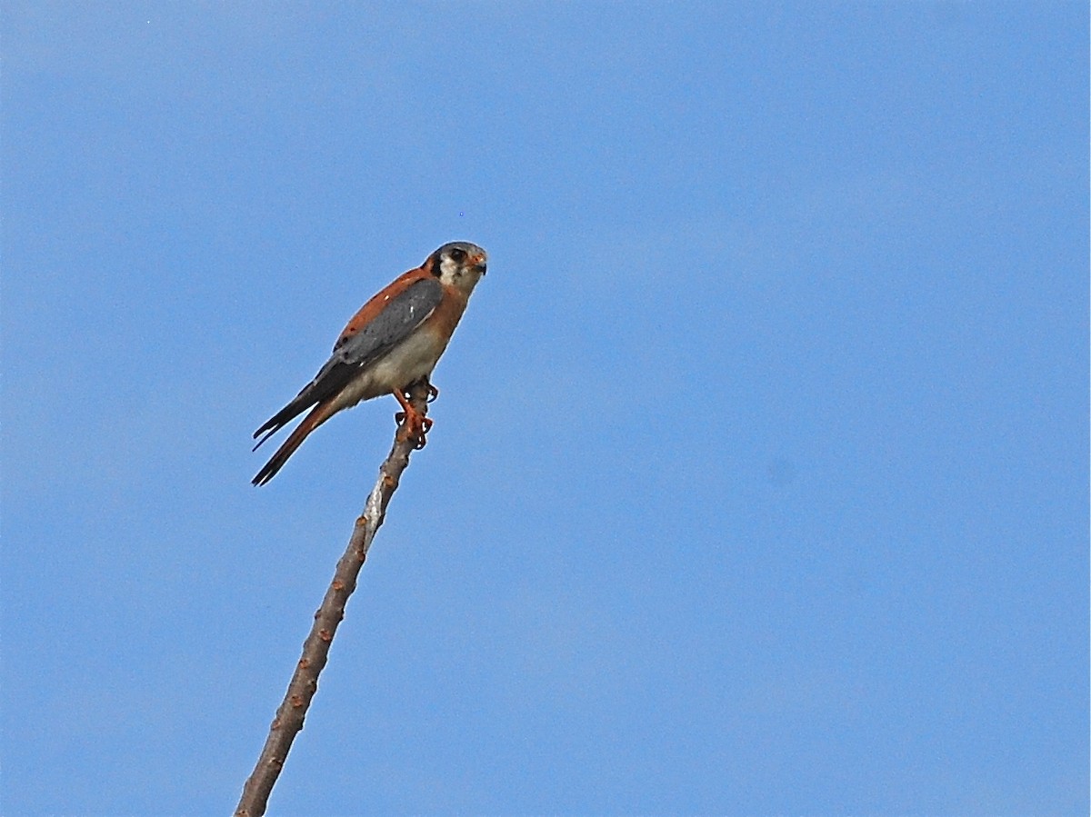 American Kestrel - ML39773311