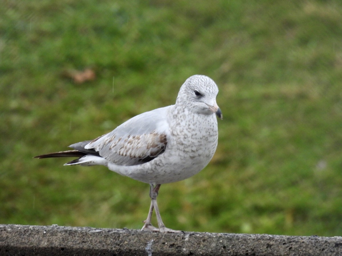 American Herring Gull - ML397733111