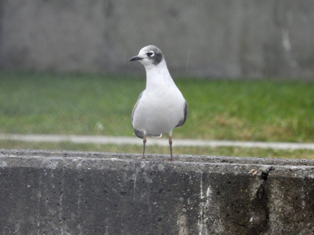 Franklin's Gull - ML397733131