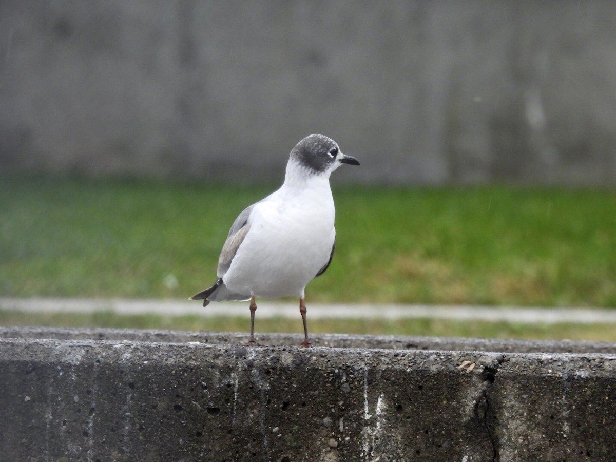 Franklin's Gull - ML397733141