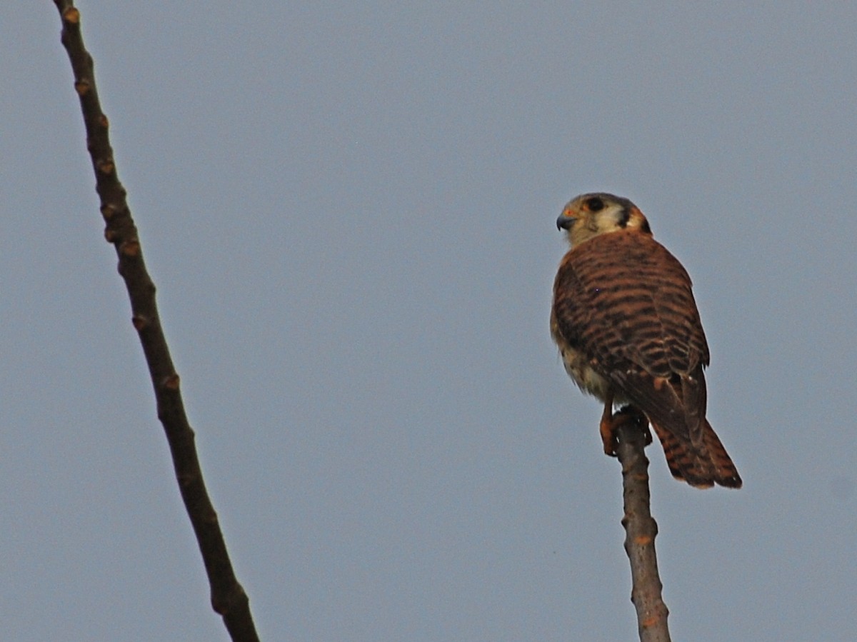 American Kestrel - ML39773331