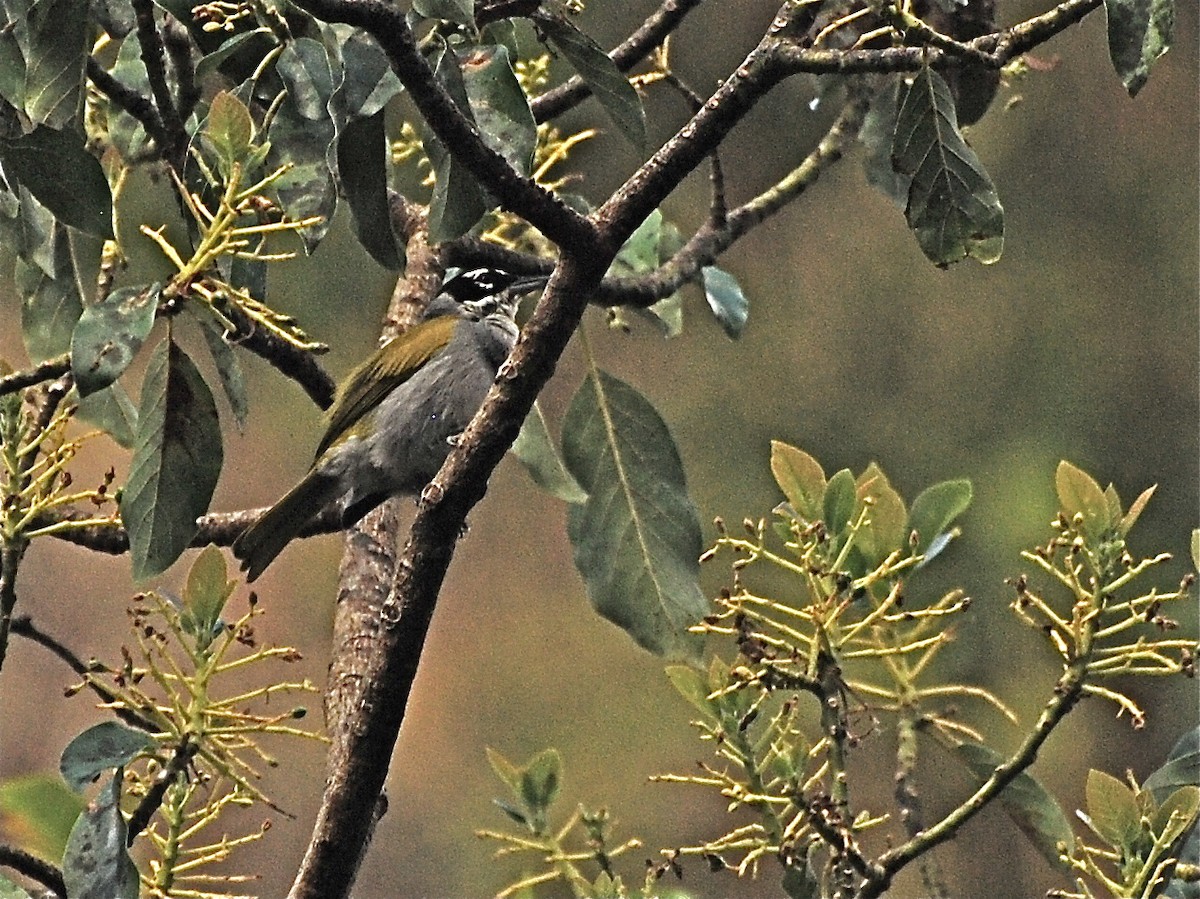 Black-crowned Palm-Tanager - ML39773421