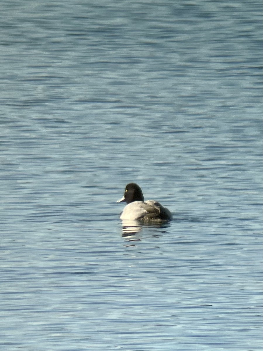 Greater Scaup - ML397734261