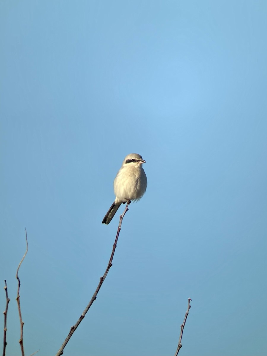 Great Gray Shrike - ML397734341