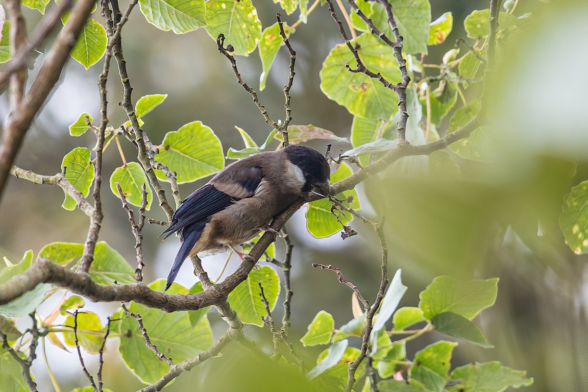 White-cheeked Bullfinch - ML397734811