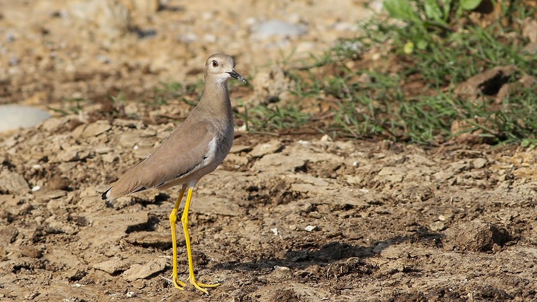 White-tailed Lapwing - ML397734901